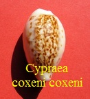 Cypraea coxeni coxeni, Cox 1873